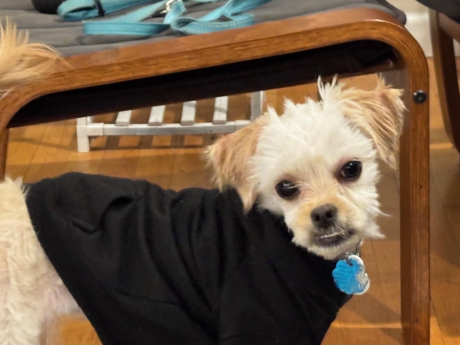 Enlarge Callisto, a ADOPTABLE mixed breed in Auburn, MA image 4/4