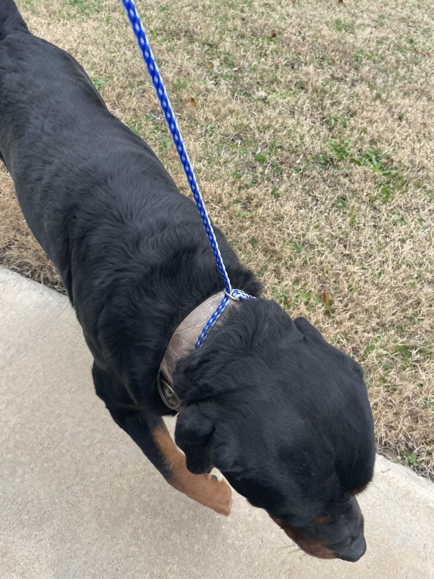 Enlarge Poncho226(Rescue Only), an adoptable Rottweiler in Rocky Mount, NC image 5/5