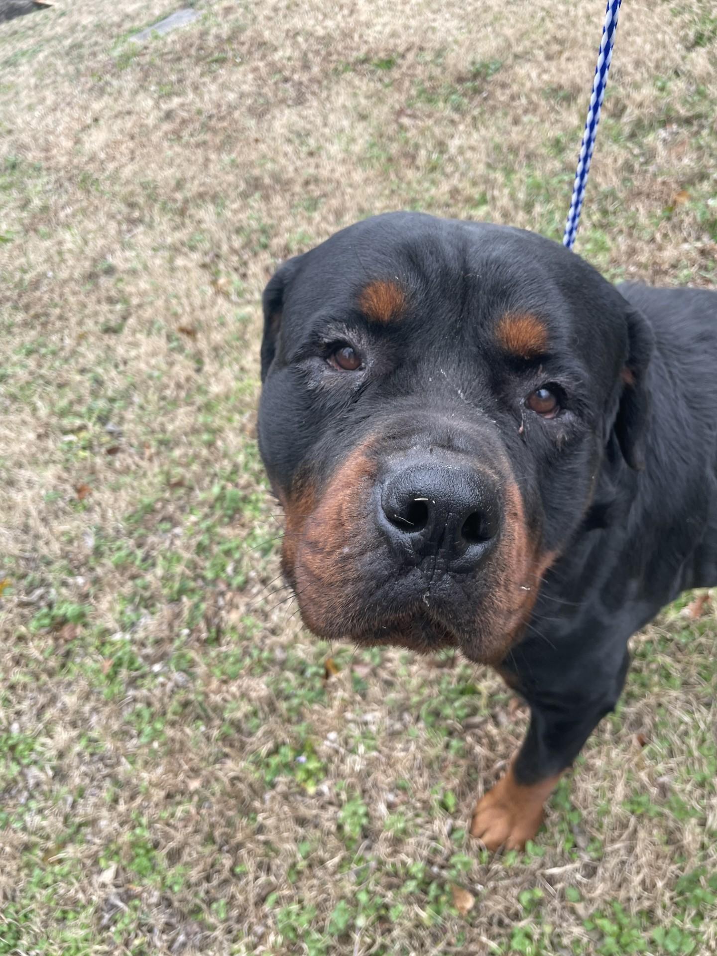 Enlarge Poncho226(Rescue Only), an adoptable Rottweiler in Rocky Mount, NC image 3/5