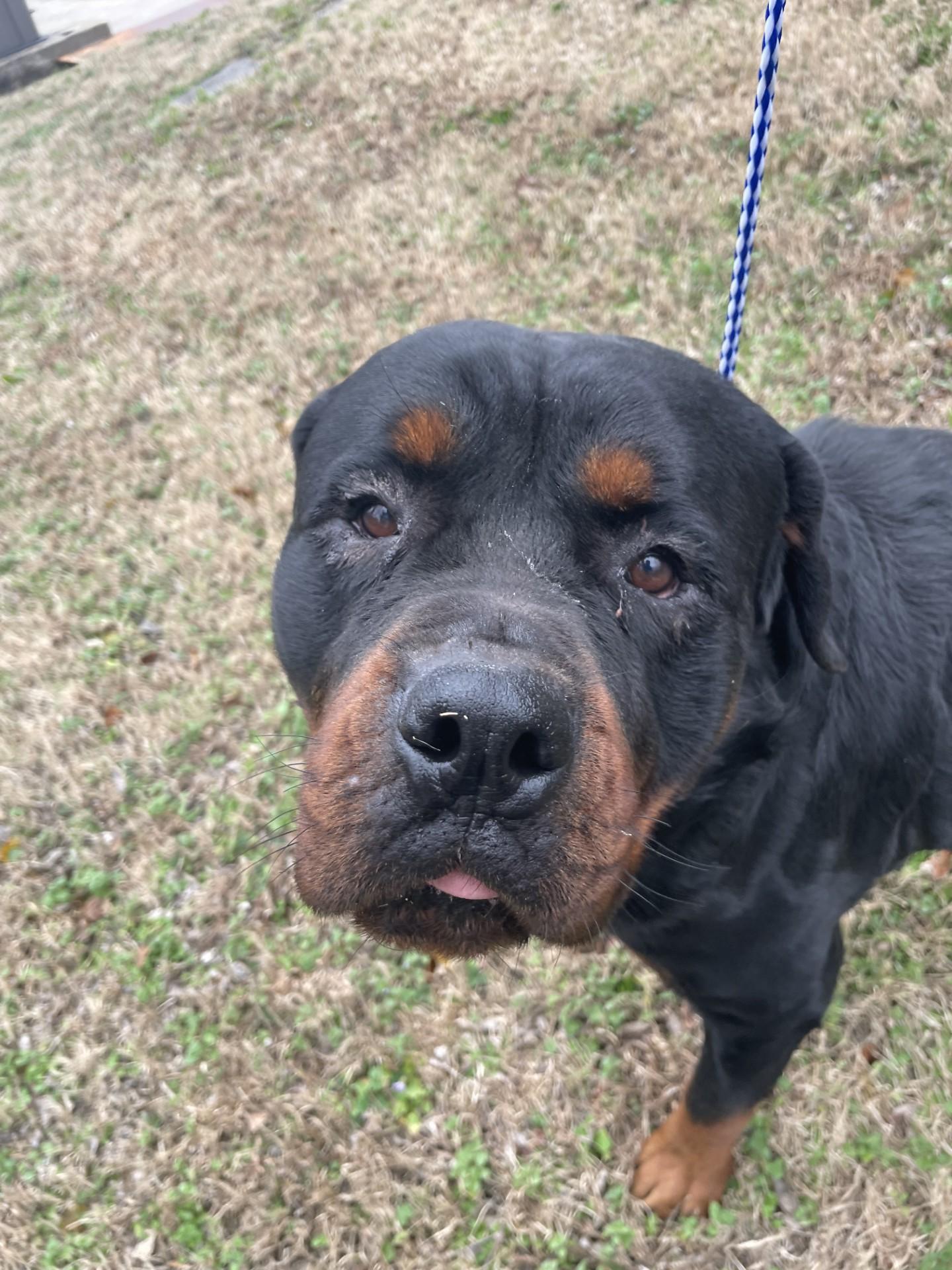 Poncho226(Rescue Only), adoptable, Adult Male Rottweiler.