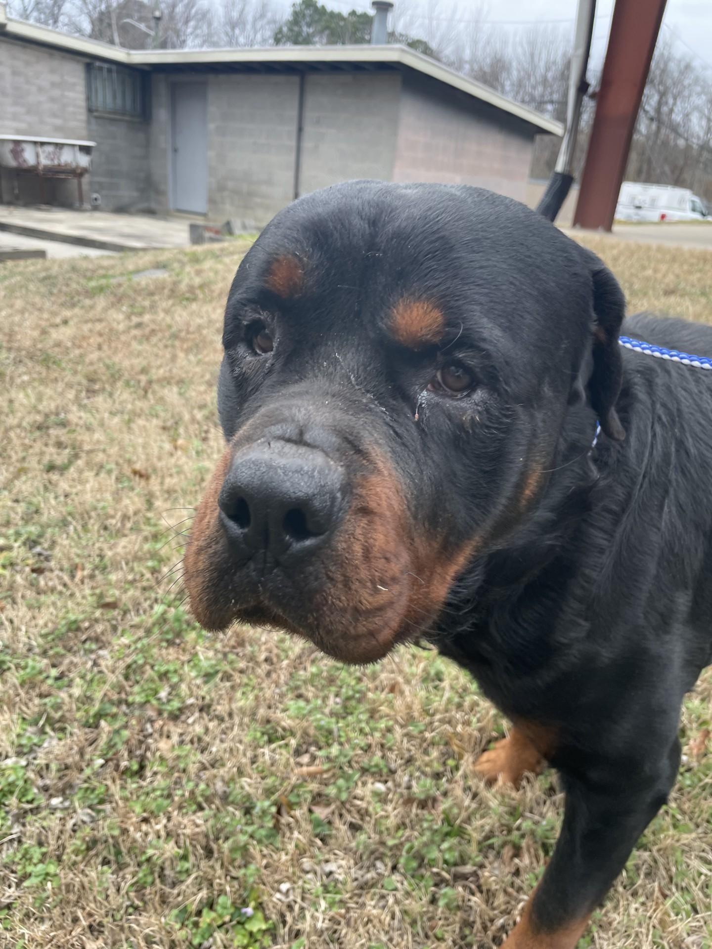 Enlarge Poncho226(Rescue Only), an adoptable Rottweiler in Rocky Mount, NC image 2/5