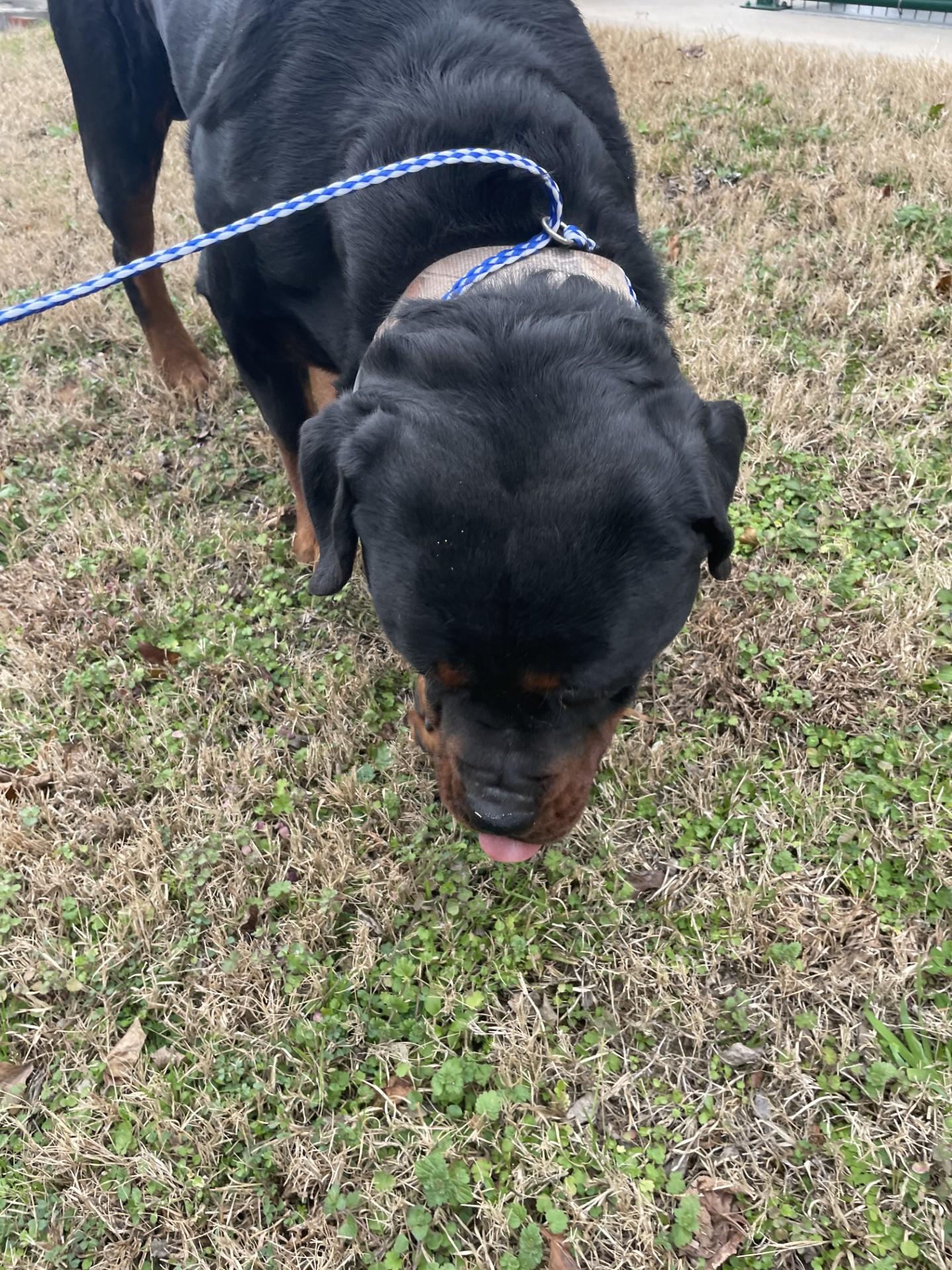 Enlarge Poncho226(Rescue Only), an adoptable Rottweiler in Rocky Mount, NC image 4/5