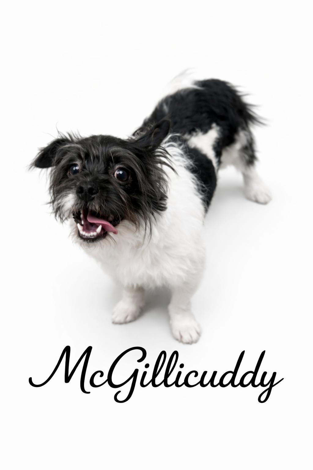 McGillicuddy , a Adoptable mixed breed in SYLVANIA, GA image 1/6