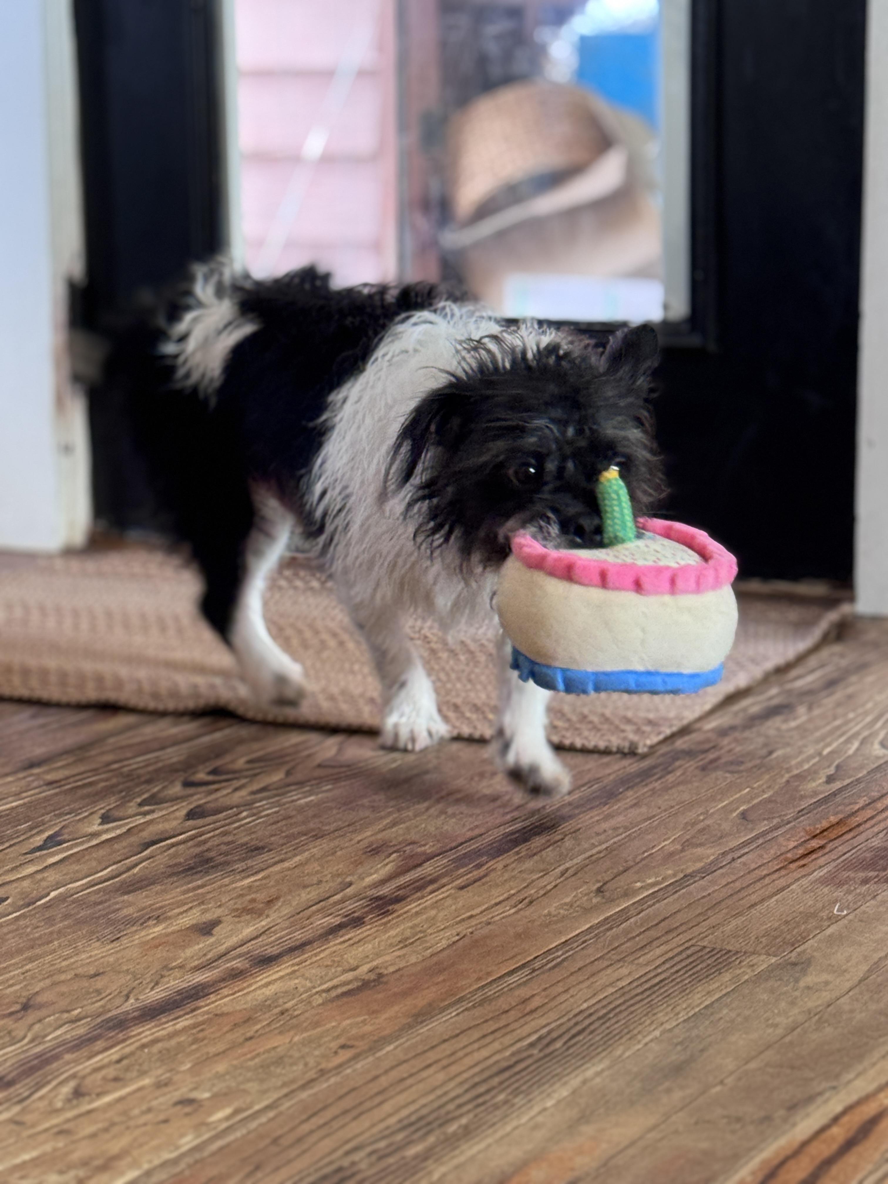 McGillicuddy , a Adoptable mixed breed in SYLVANIA, GA image 6/6