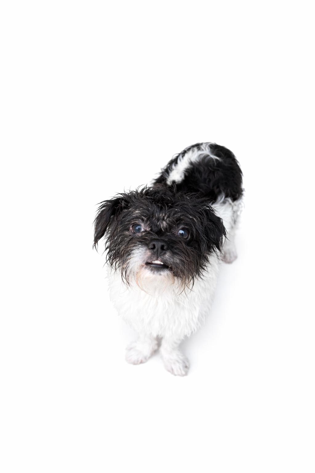 McGillicuddy , a Adoptable mixed breed in SYLVANIA, GA image 2/6