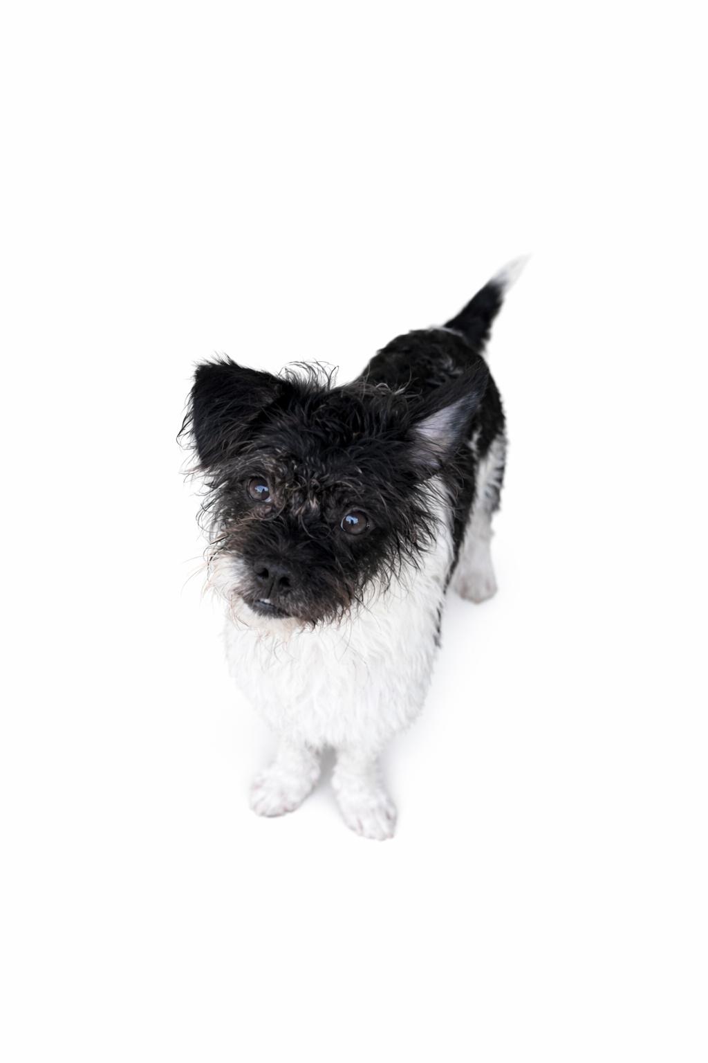 McGillicuddy , a Adoptable mixed breed in SYLVANIA, GA image 3/6
