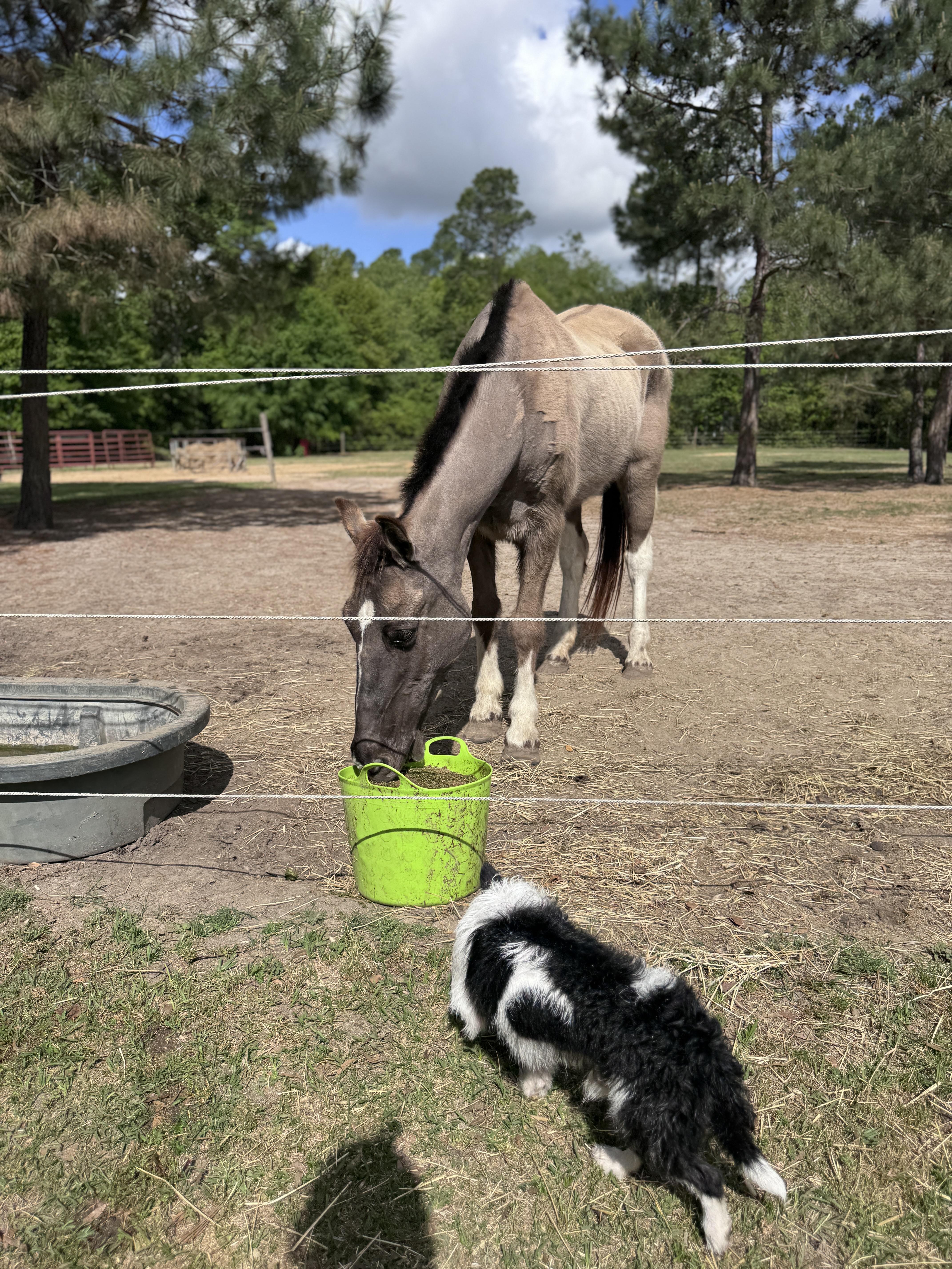 McGillicuddy , a Adoptable mixed breed in SYLVANIA, GA image 4/6