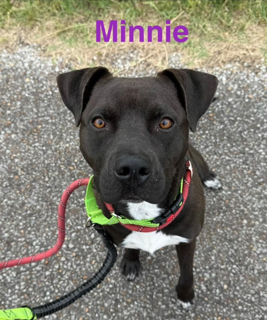 Enlarge Minnie, a Adoptable Pit Bull Terrier in Camden, TN image 1/1