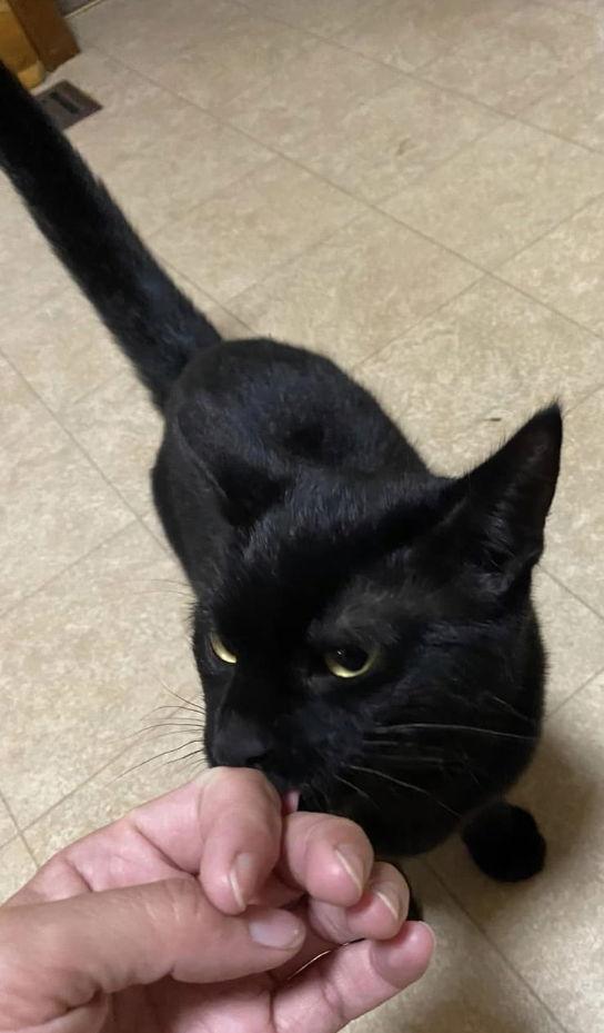 JIMMY CHOO, Adopted, Young Male Domestic Short Hair.