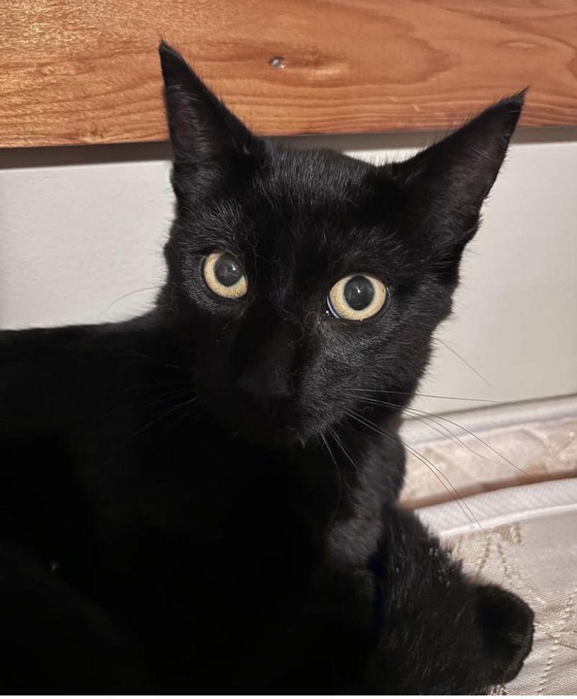 JIMMY CHOO, a Adopted Domestic Short Hair image 2/3