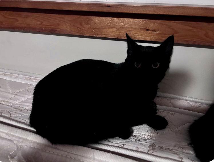 Enlarge JIMMY CHOO, a Adopted Domestic Short Hair in Minesing, ON image 2/3