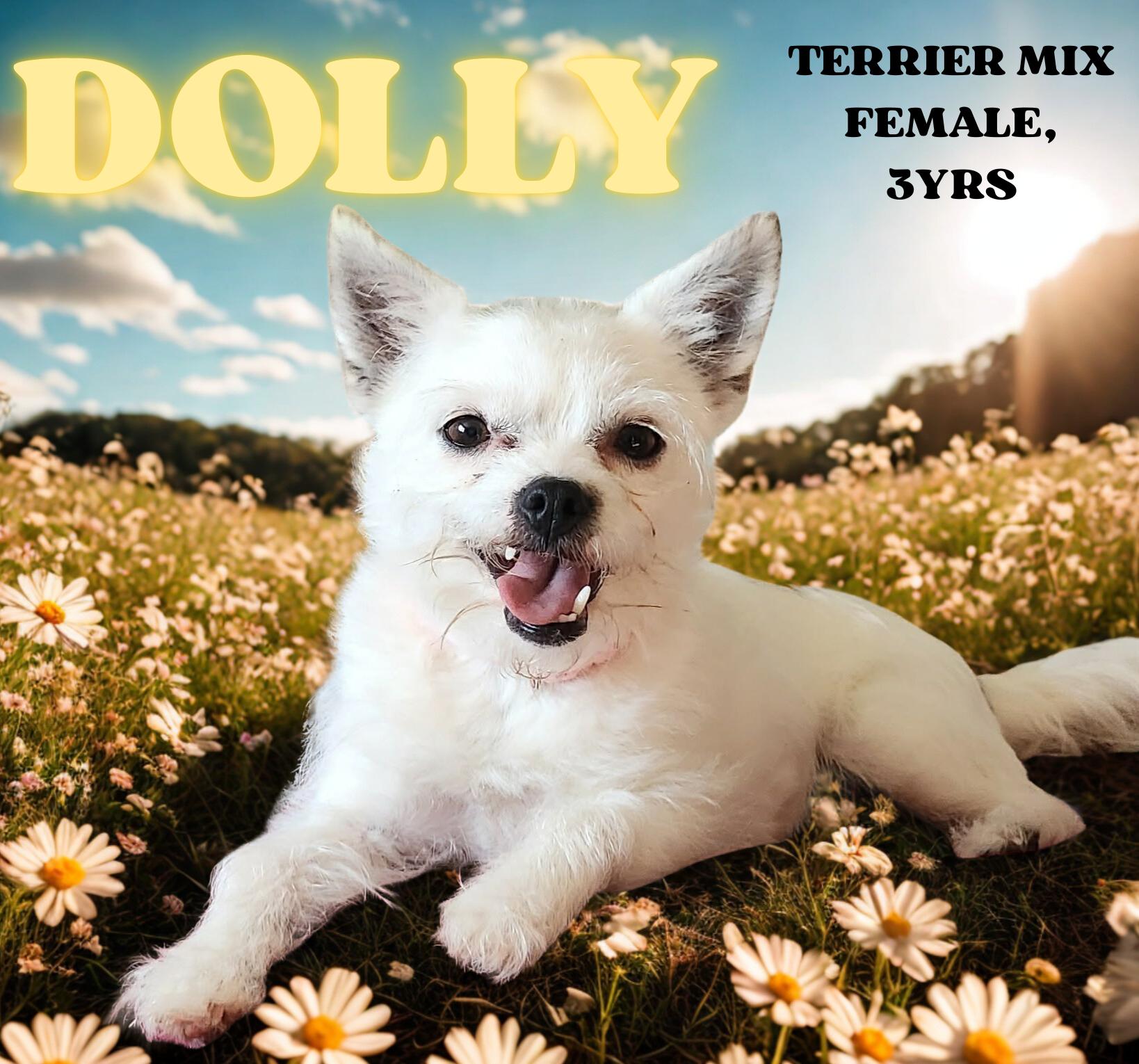 DOLLY, ADOPTABLE, Adult Female Yorkshire Terrier & Chihuahua.