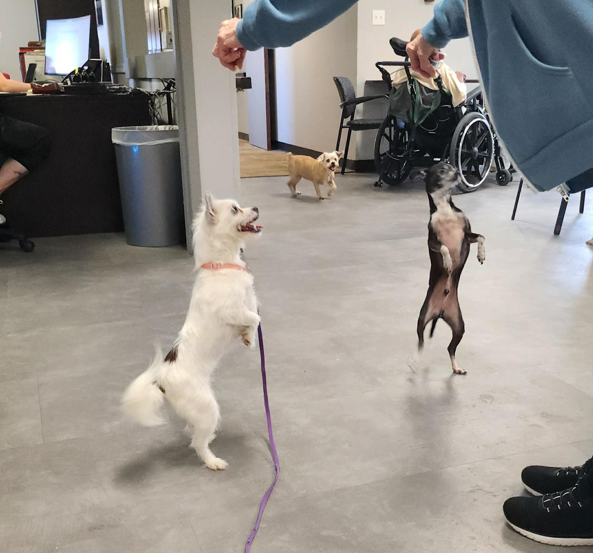 Enlarge DOLLY, a ADOPTABLE mixed breed in Great Bend, KS image 2/4