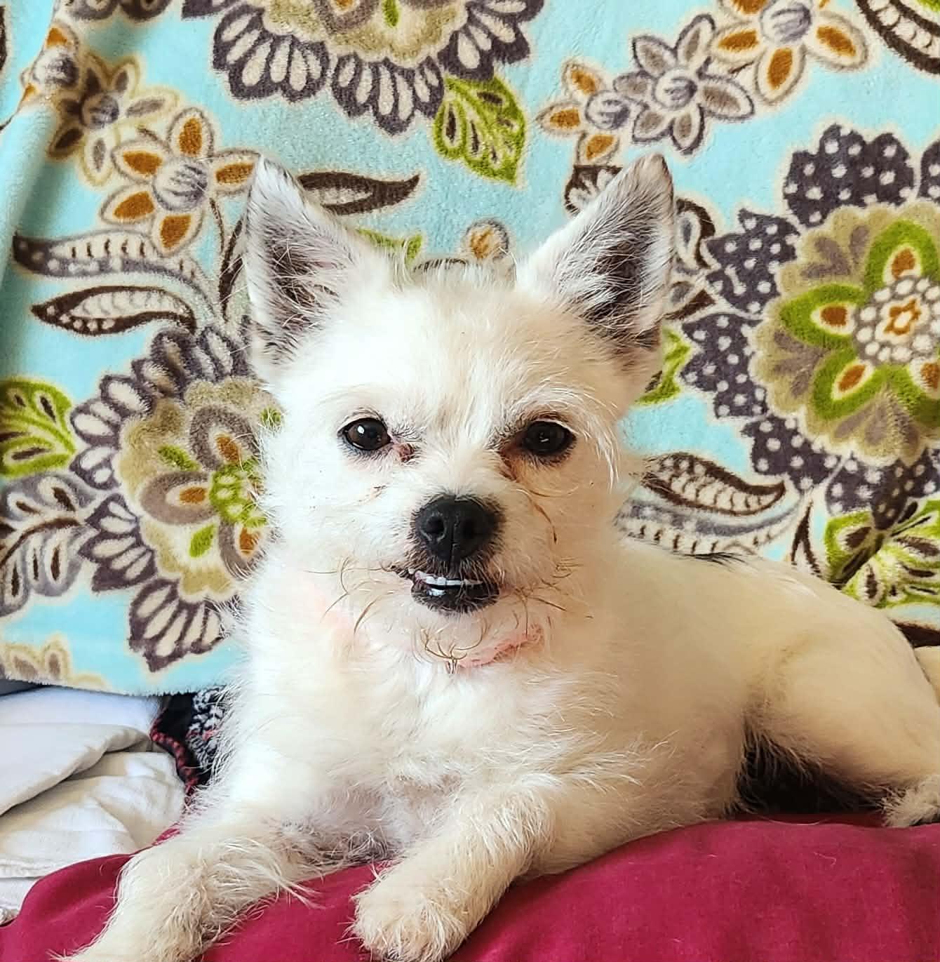 Enlarge DOLLY, a ADOPTABLE mixed breed in Great Bend, KS image 4/4