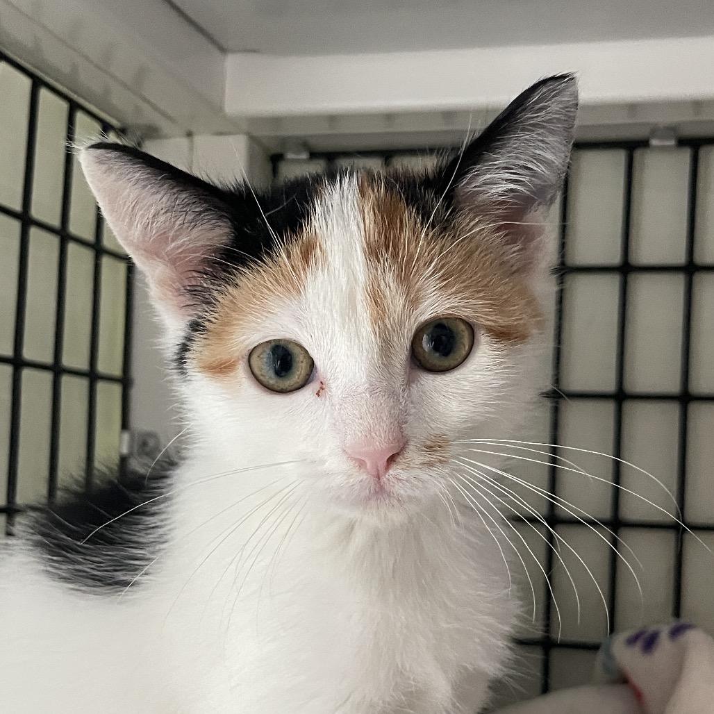 Enlarge Candy from HR, a Adoptable Domestic Short Hair in Chicago, IL image 1/1