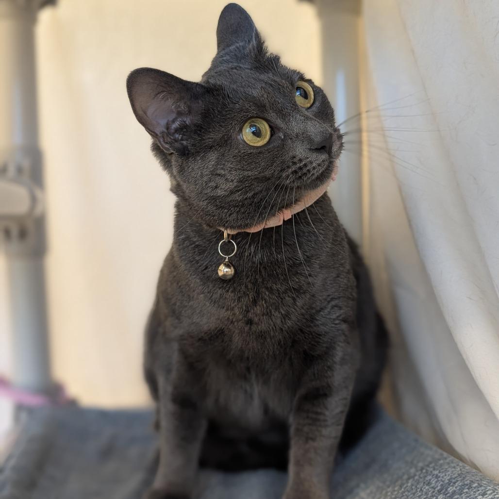 Vita, Adoptable, Adult Female Domestic Short Hair.