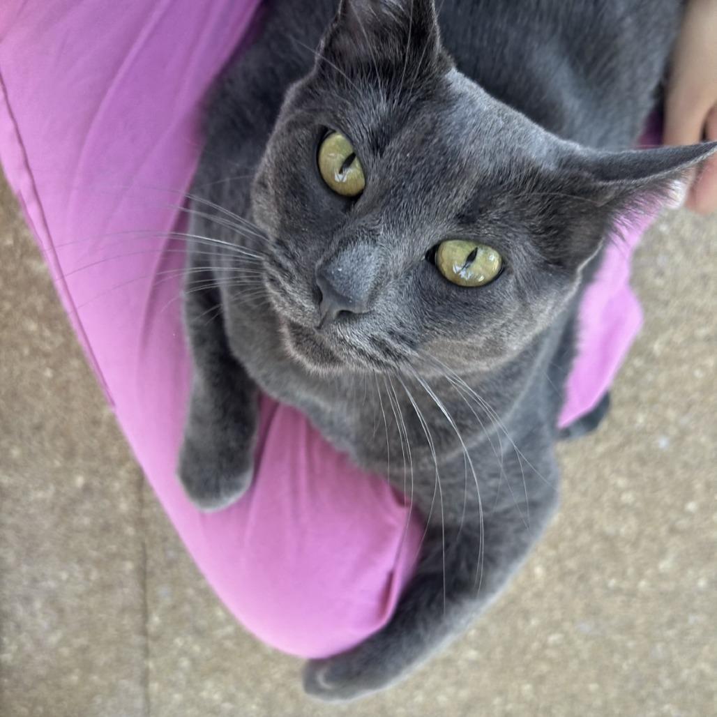 Enlarge Vita, a Adoptable Domestic Short Hair in Sonoma, CA image 2/6