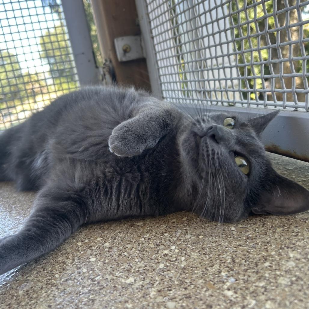 Enlarge Vita, a Adoptable Domestic Short Hair in Sonoma, CA image 3/6