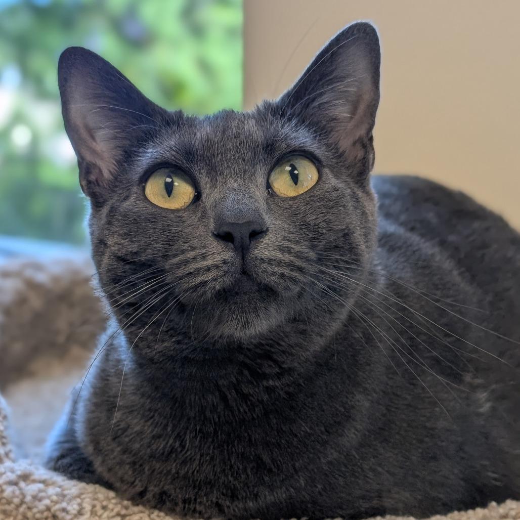 Enlarge Vita, a Adoptable Domestic Short Hair in Sonoma, CA image 3/6