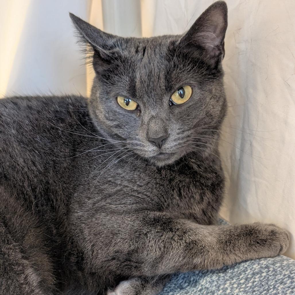 Enlarge Vita, a Adoptable Domestic Short Hair in Sonoma, CA image 4/6