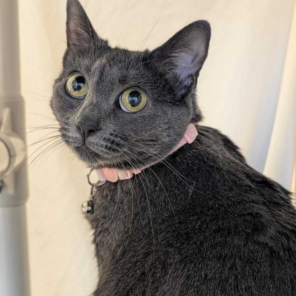 Enlarge Vita, a Adoptable Domestic Short Hair in Sonoma, CA image 5/6