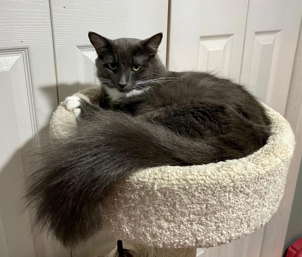 Warrick / Walli, Adoptable, Adult Male Domestic Long Hair.