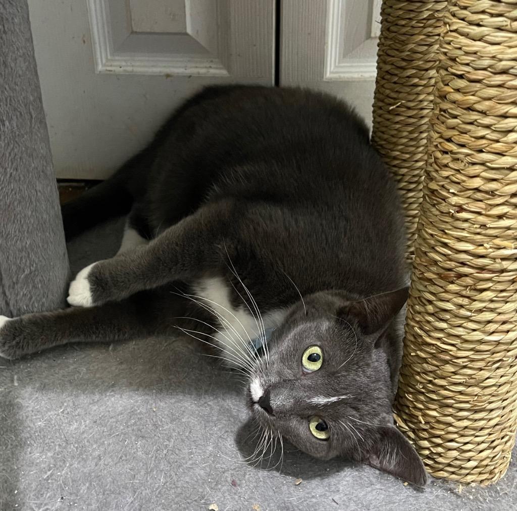 Warrick / Walli, Adoptable, Adult Male Domestic Long Hair.