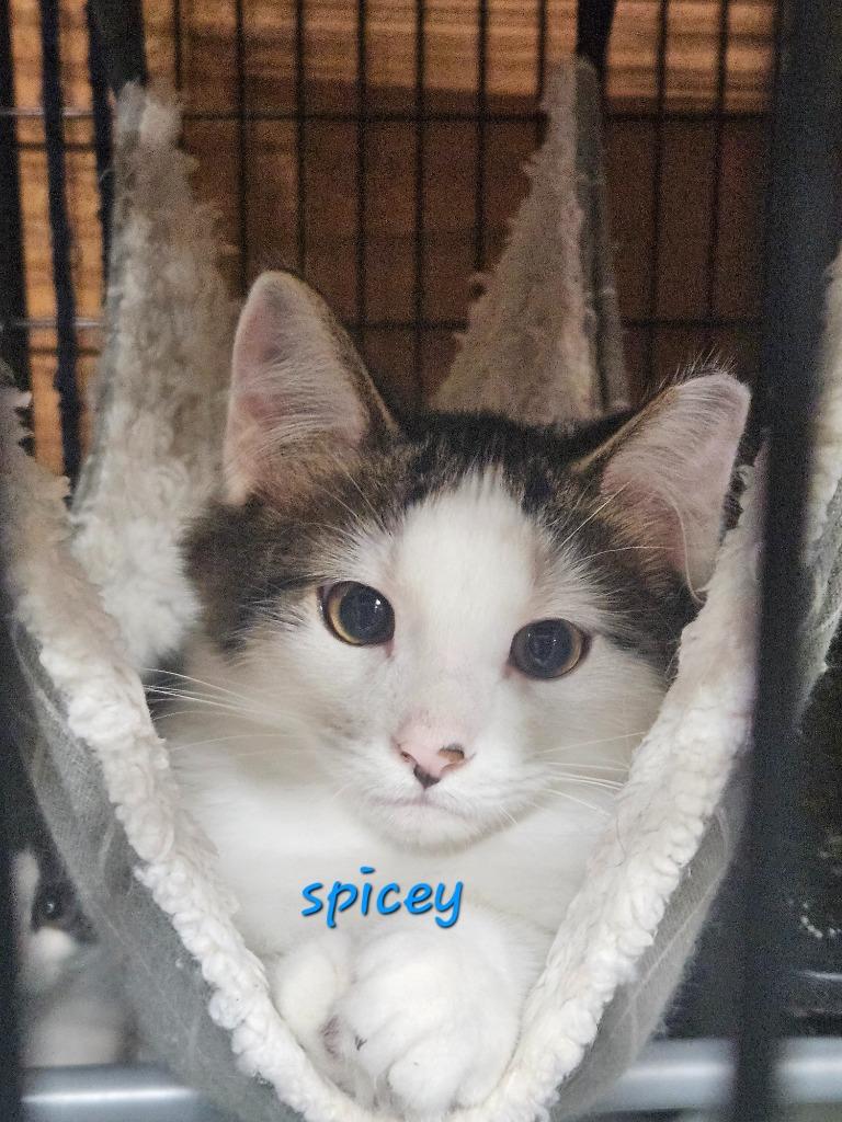 Spicy, a Adoptable Domestic Short Hair in Cloquet, MN image 2/3