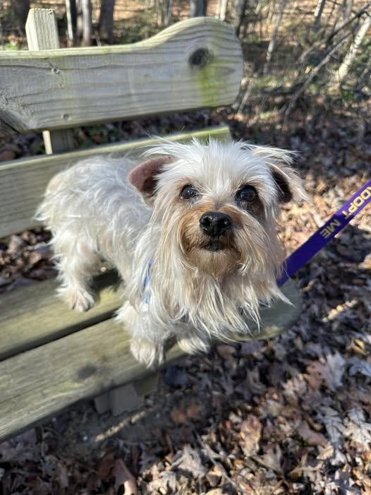 Enlarge Jazz, a Adoptable Yorkshire Terrier in Maidens, VA image 1/1