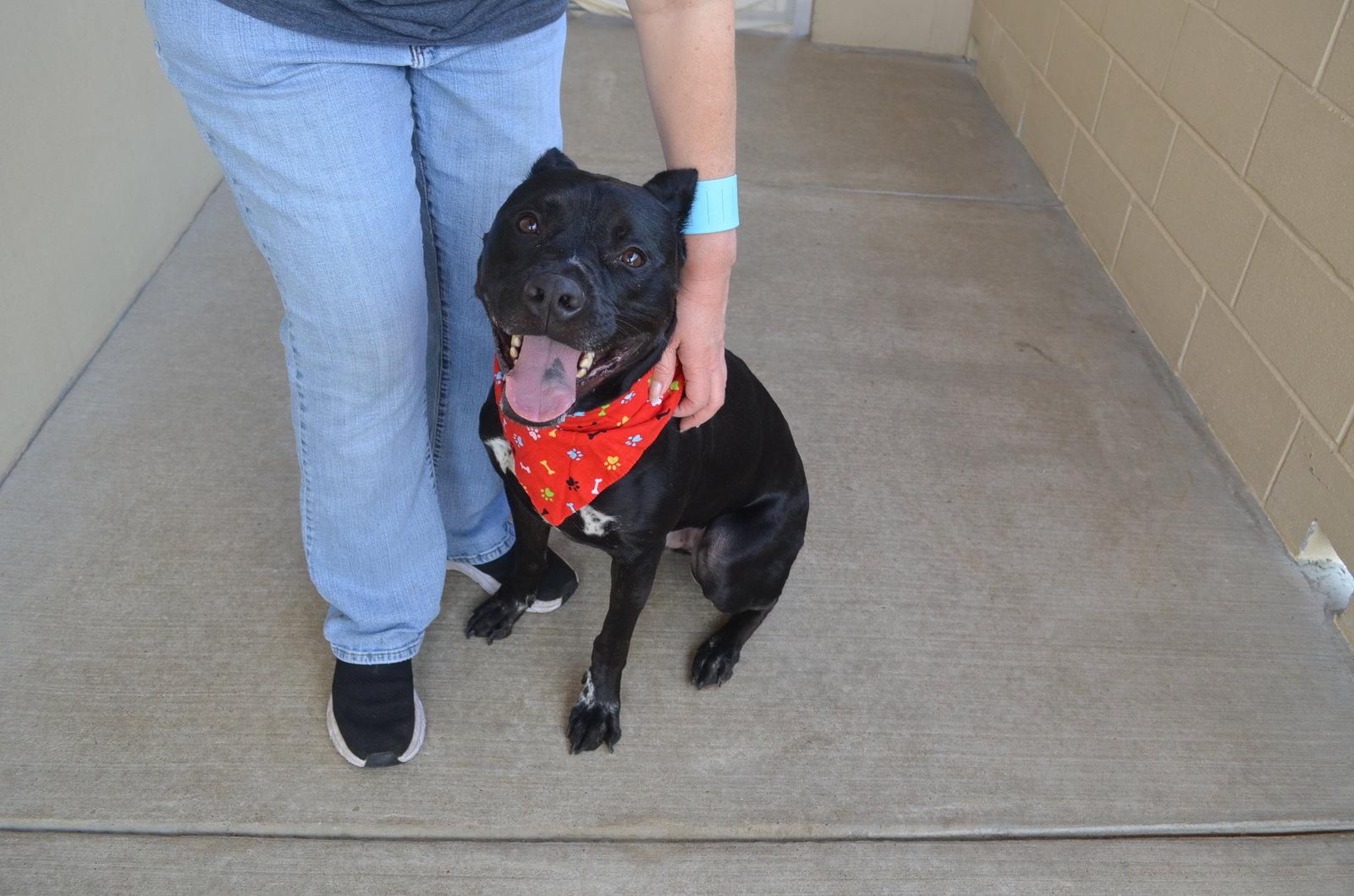 Koa, Adoptable, Adult Male Pit Bull Terrier.