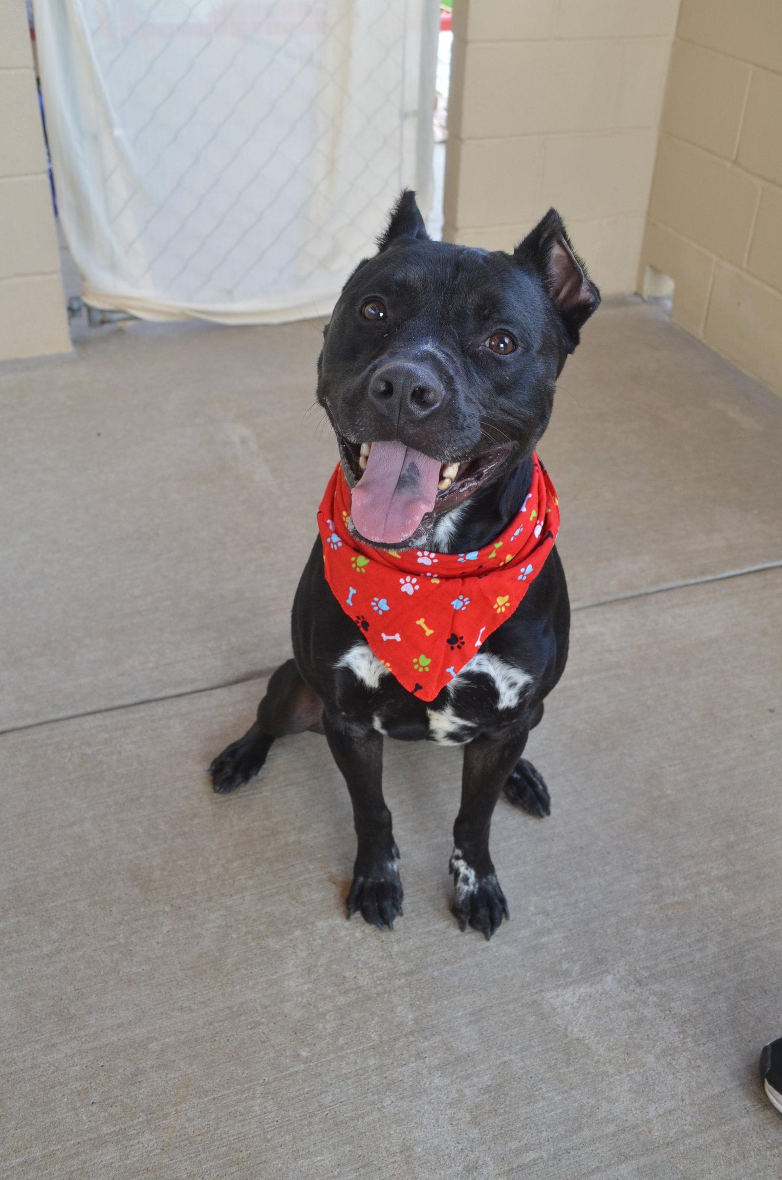 Enlarge Koa, a Adoptable Pit Bull Terrier in McKinney, TX image 2/3