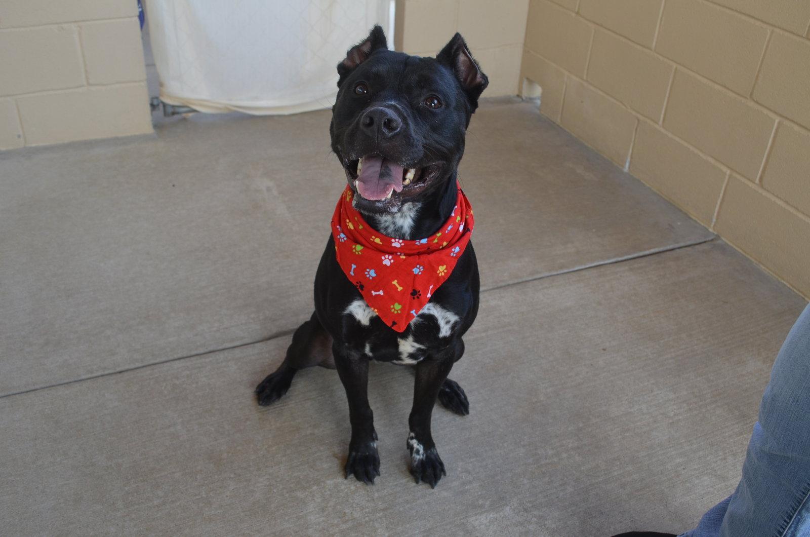 Enlarge Koa, a Adoptable Pit Bull Terrier in McKinney, TX image 3/3