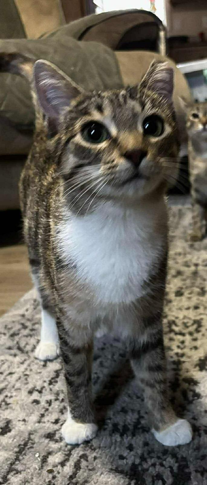 Enlarge Spice, an adopted mixed breed in Leesburg, VA image 3/4