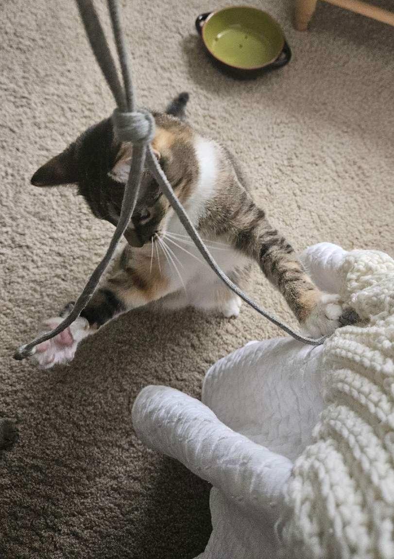 Enlarge Spice, an adopted mixed breed in Leesburg, VA image 4/4