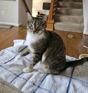 Enlarge Spice, an adopted mixed breed in Leesburg, VA image 2/4