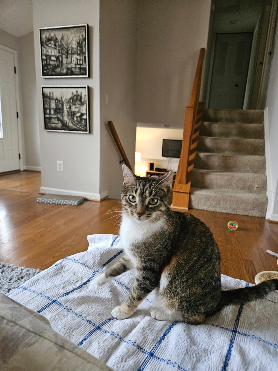 Enlarge Spice, an adopted mixed breed in Leesburg, VA image 1/4