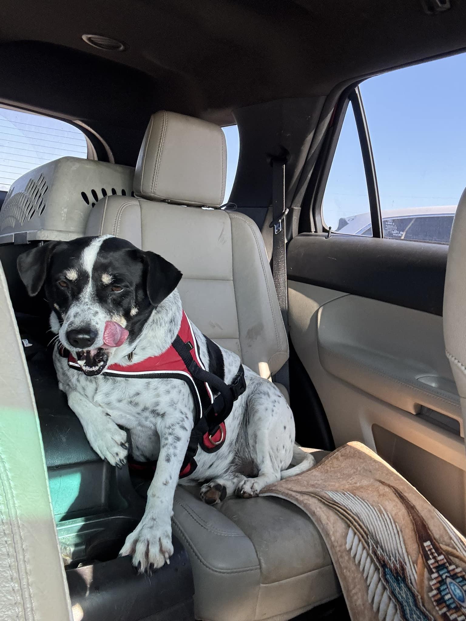 Enlarge Jack, a Adoptable mixed breed image 2/4