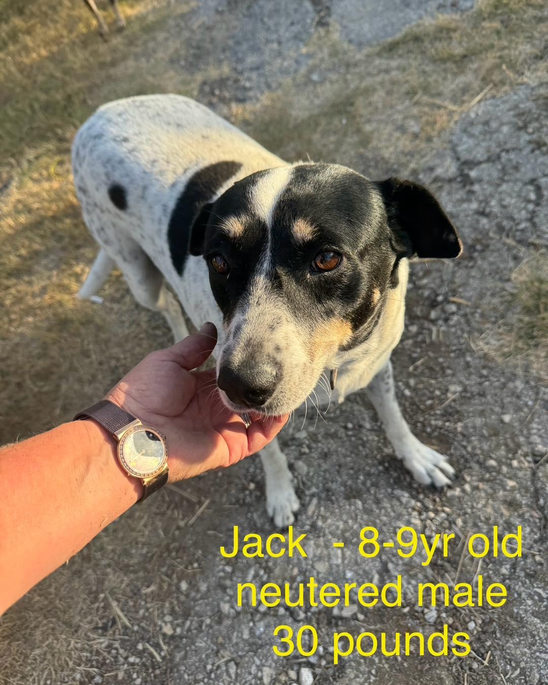 Jack, Adoptable, Adult Male Chihuahua & Dachshund.