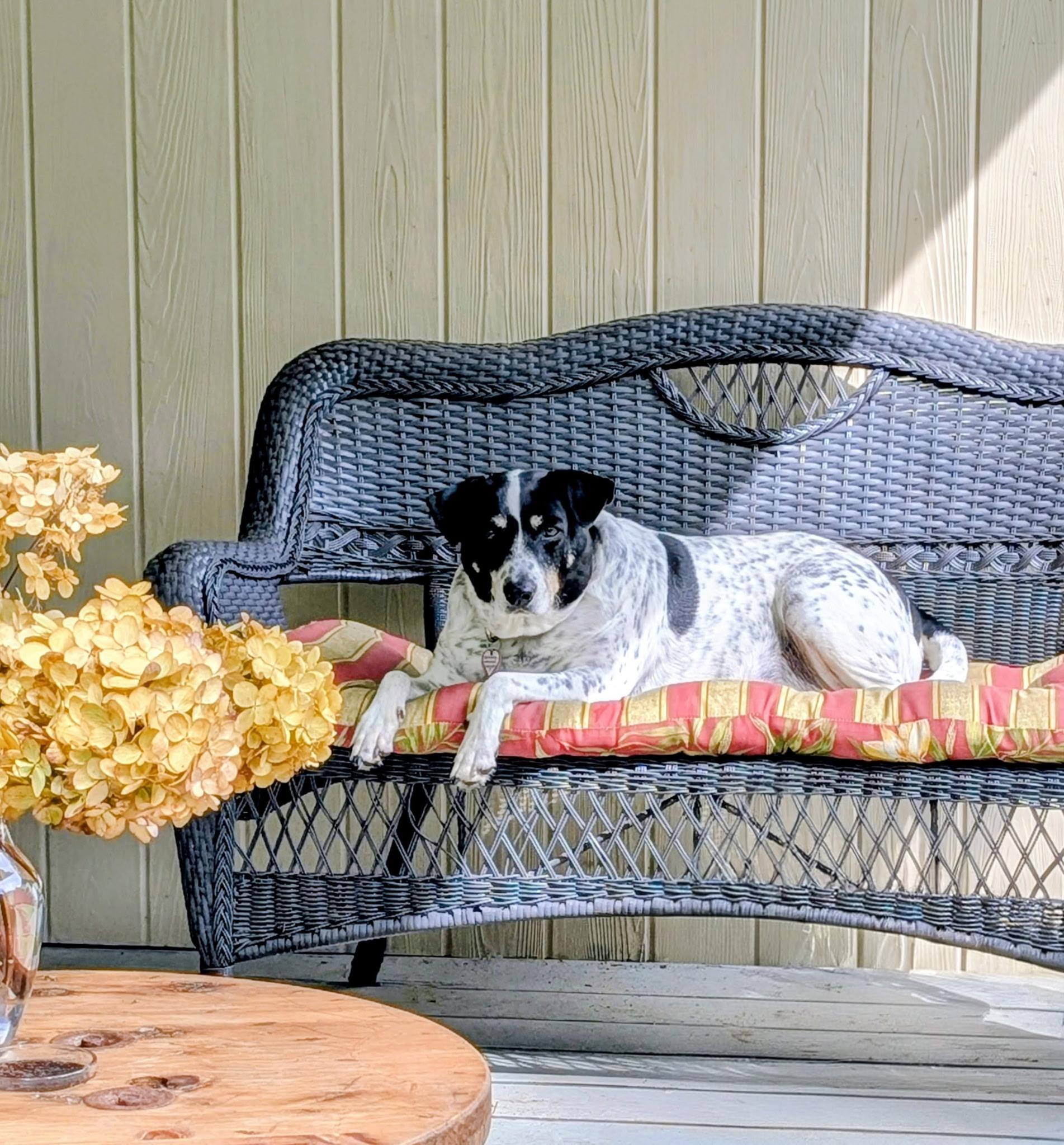Jack, Adoptable, Adult Male Chihuahua & Dachshund.