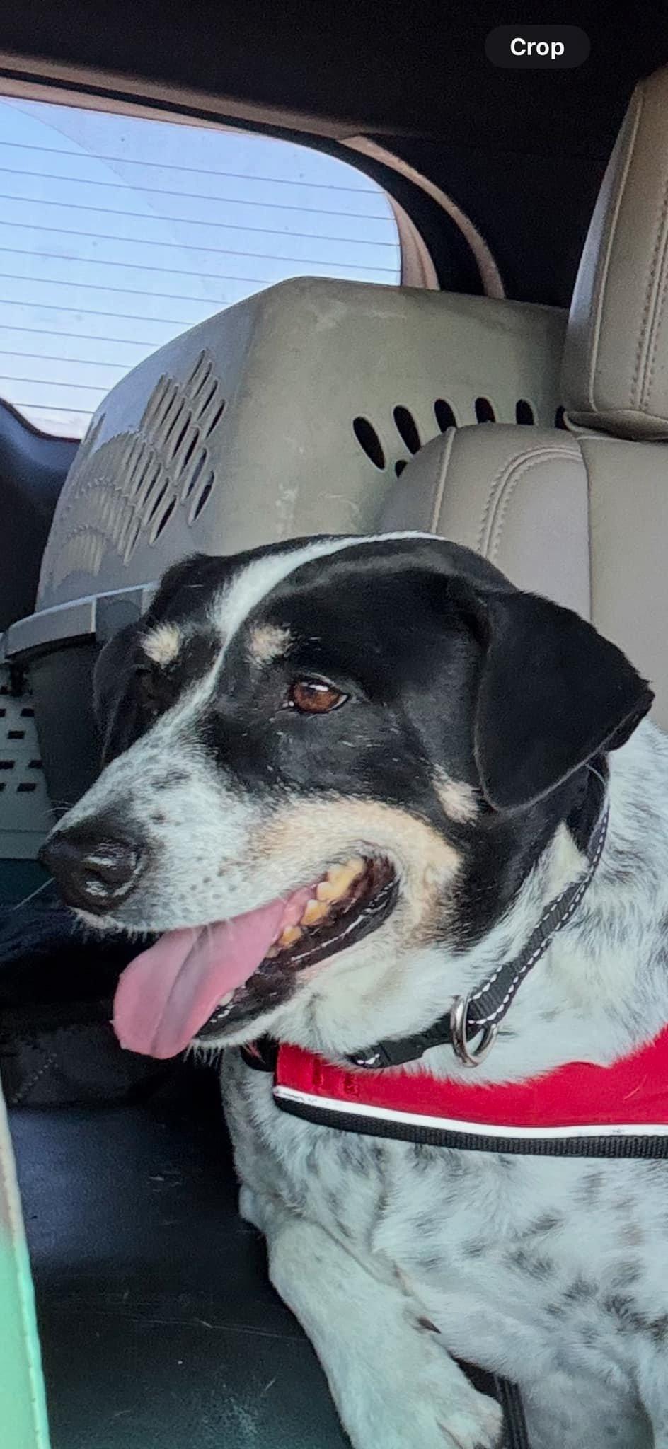 Enlarge Jack, a Adoptable mixed breed image 4/4