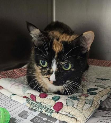 Amber, Adoptable, Adult Female Domestic Short Hair.