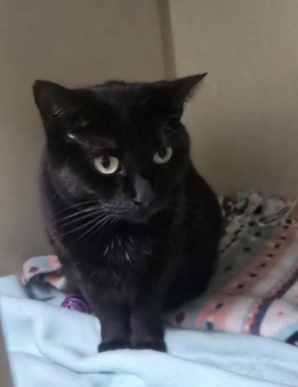 Jo, a Adoptable Domestic Short Hair in Shippenville, PA image 1/2