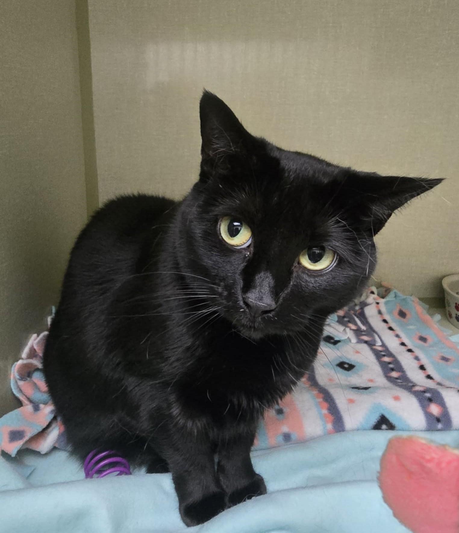 Jo, a Adoptable Domestic Short Hair in Shippenville, PA image 2/2