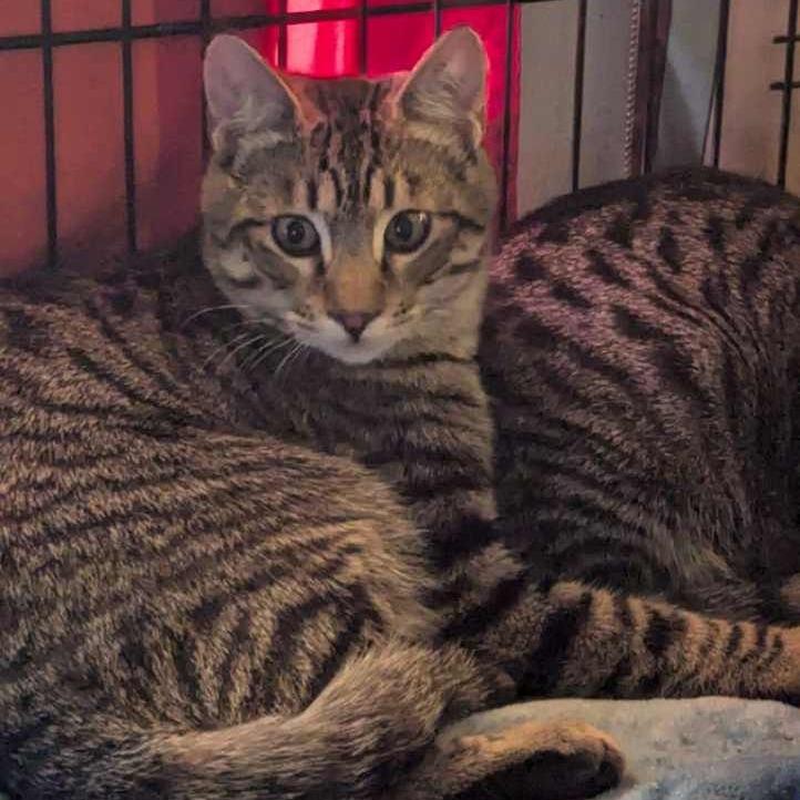 Sneakers, a Adoptable Domestic Short Hair in Chilliwack, BC image 1/2