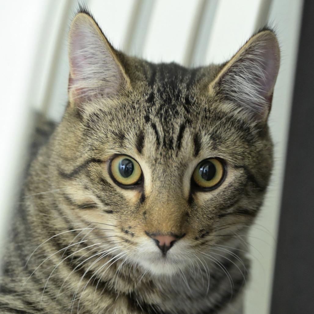 Sneakers, a Adoptable Domestic Short Hair in Chilliwack, BC image 2/2