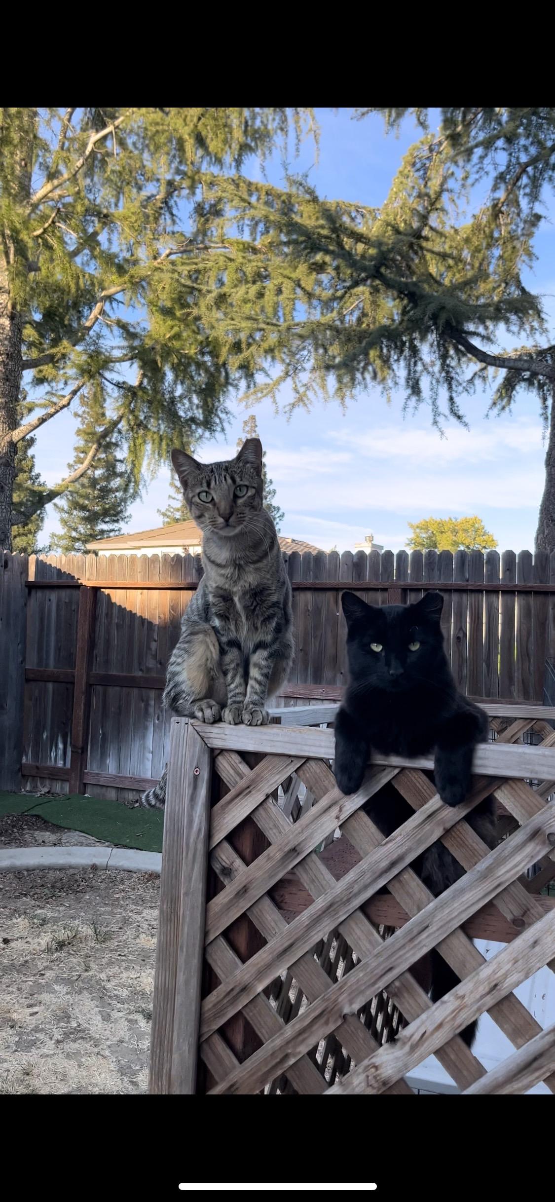 Enlarge Sun (Bonded with Moon), a Adoptable American Shorthair in Elk Grove, CA image 1/5