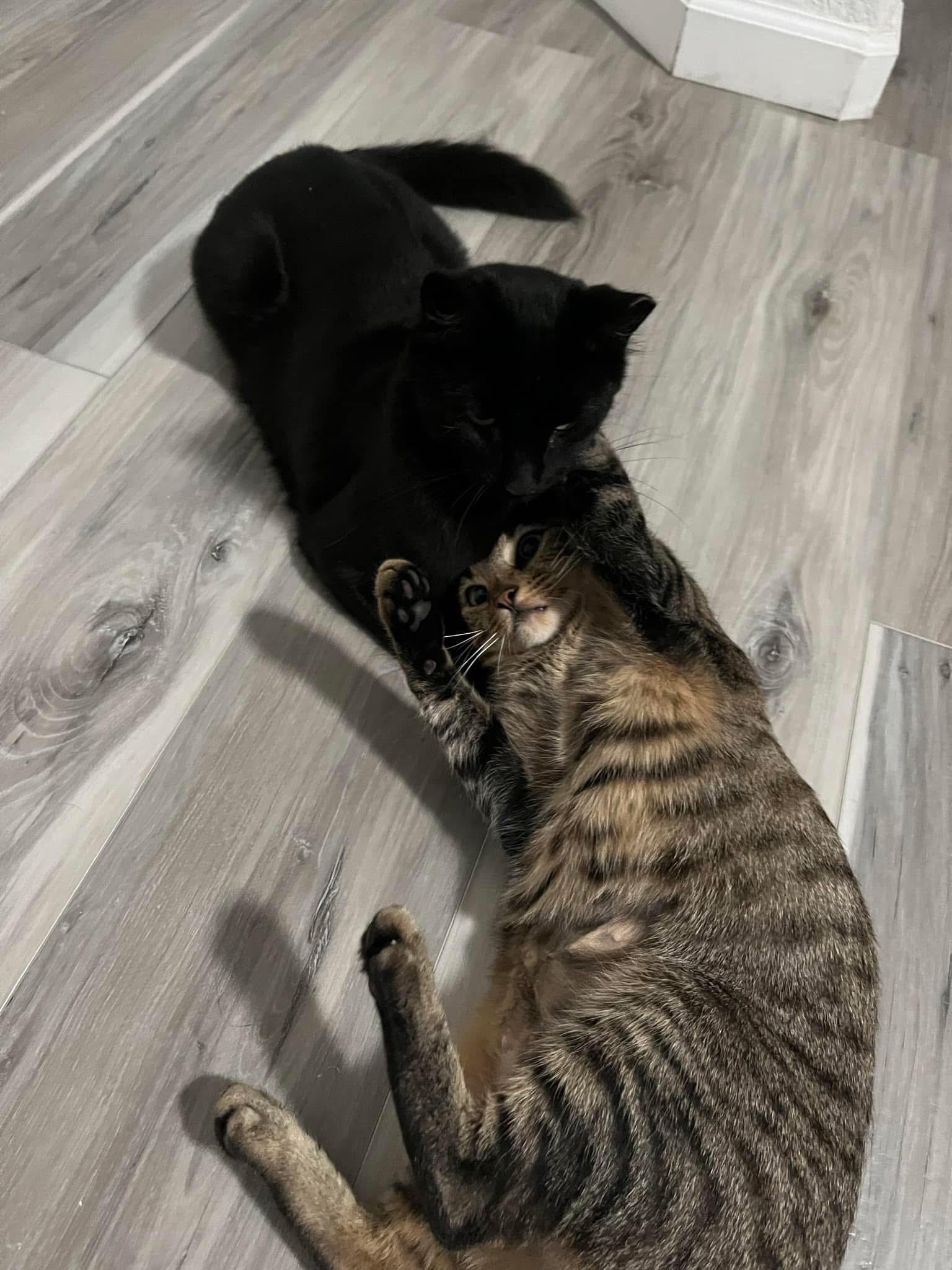 Enlarge Sun (Bonded with Moon), a Adoptable American Shorthair in Elk Grove, CA image 2/5