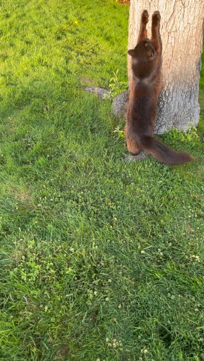 Enlarge Sun (Bonded with Moon), a Adoptable American Shorthair in Elk Grove, CA video 5/5