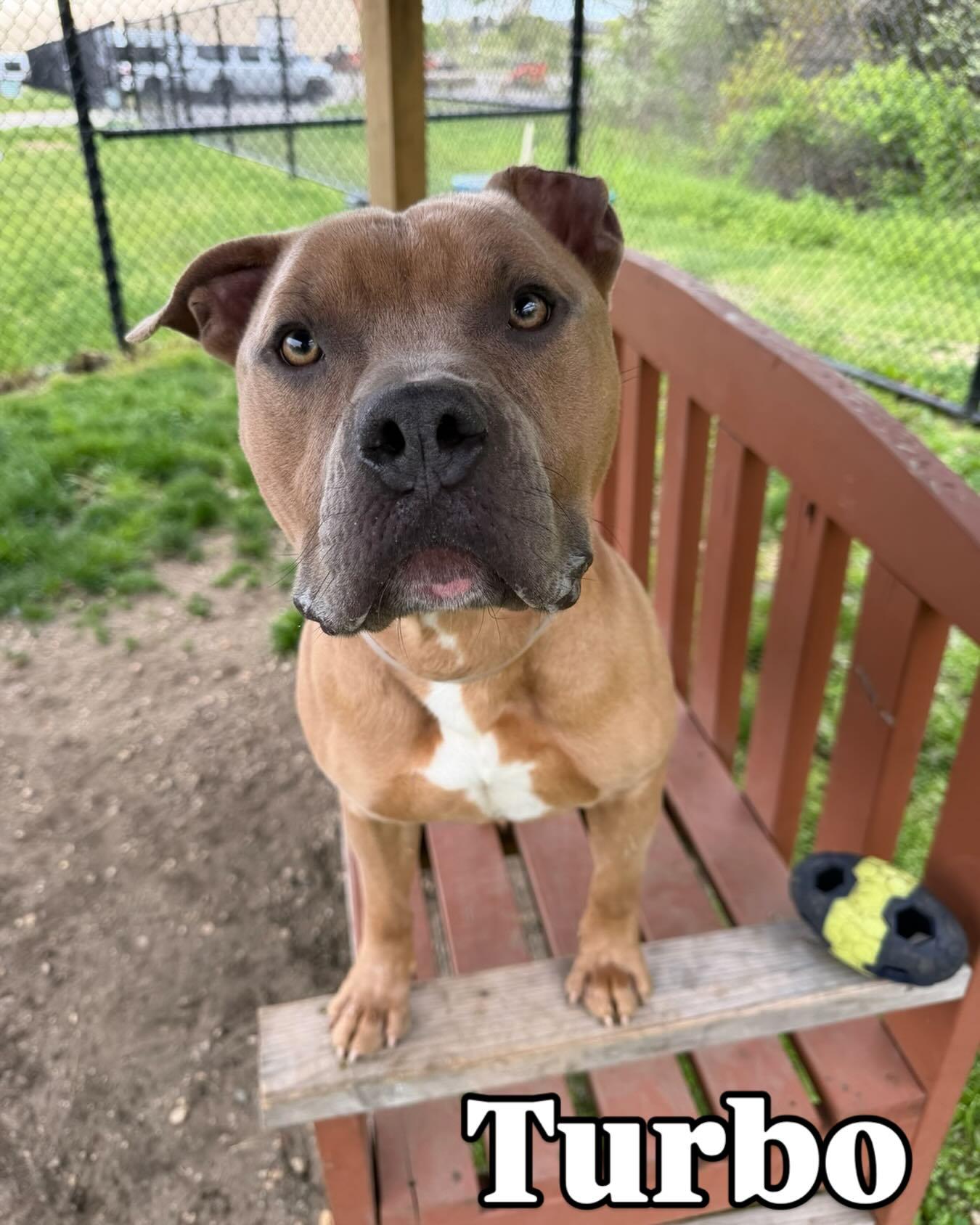 Turbo Tag 154, ADOPTABLE, Adult Male Pit Bull Terrier.