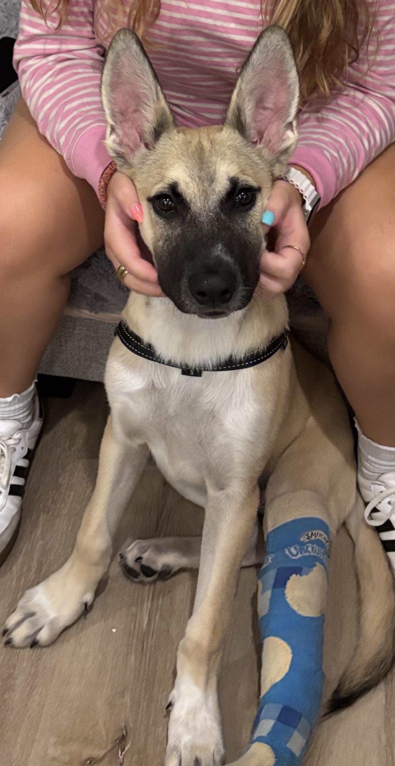 Enlarge Benny, a ADOPTABLE Belgian Shepherd / Malinois in Carlsbad, CA image 3/5